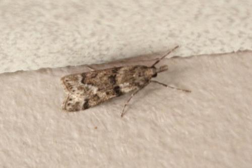 Eudonia angustea